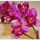 Orchidee