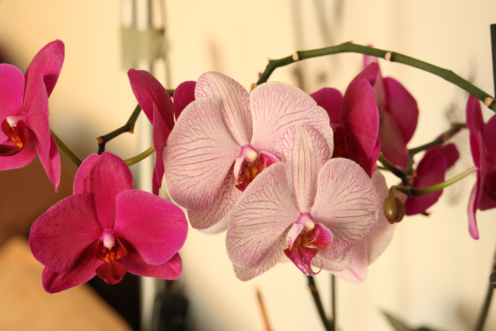 Orchidee