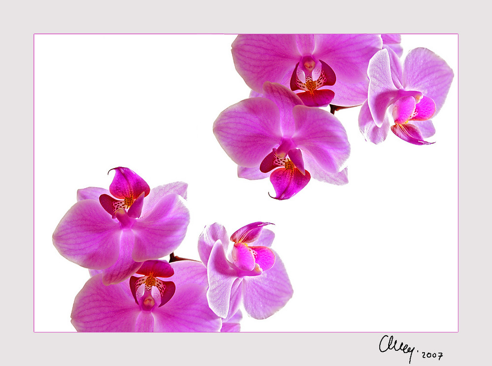 Orchidee