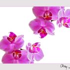 Orchidee