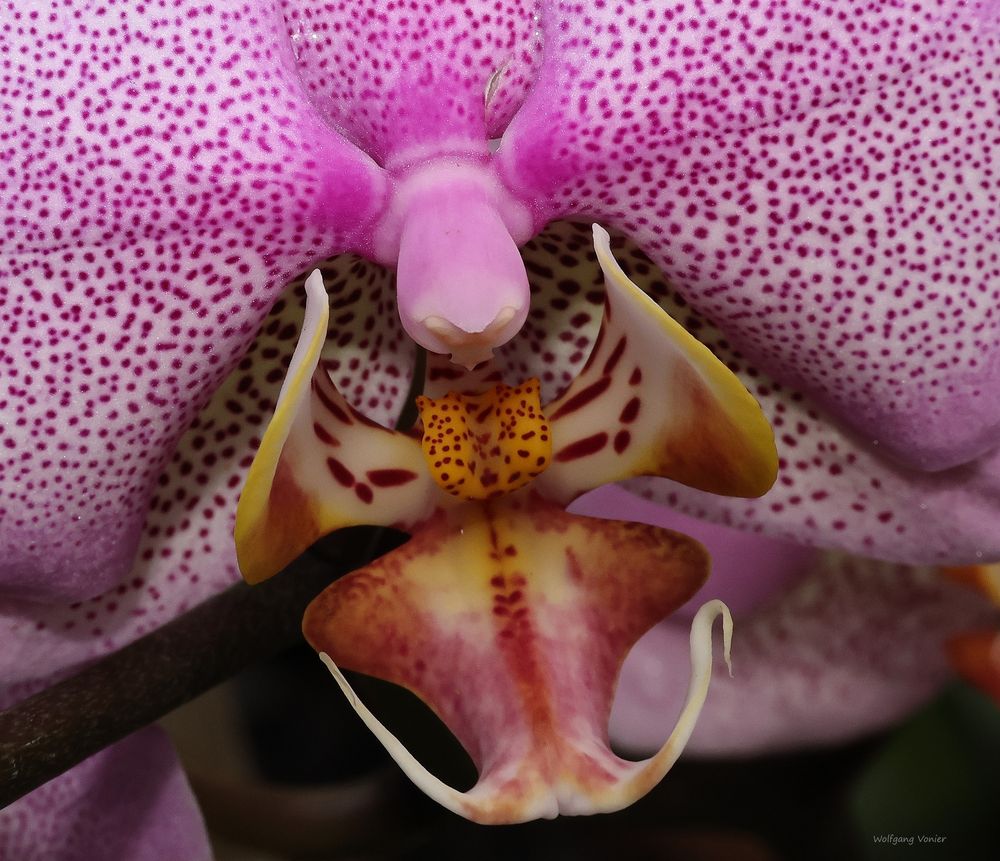 Orchidee 