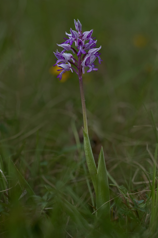 Orchidee 9/2011