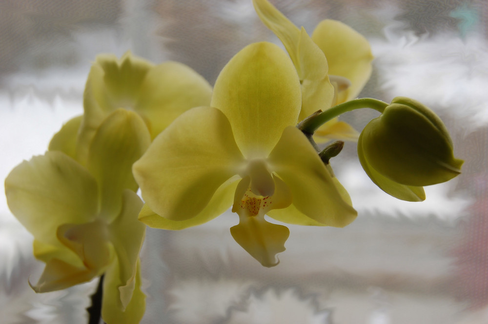 *orchidee*