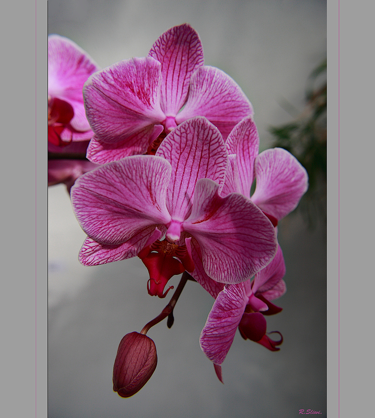 Orchidee