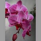 Orchidee