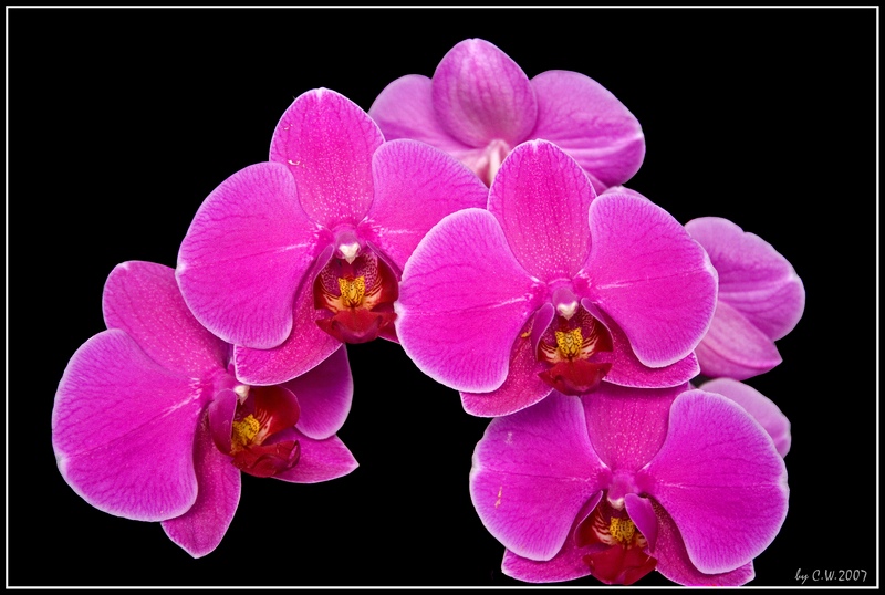 Orchidee