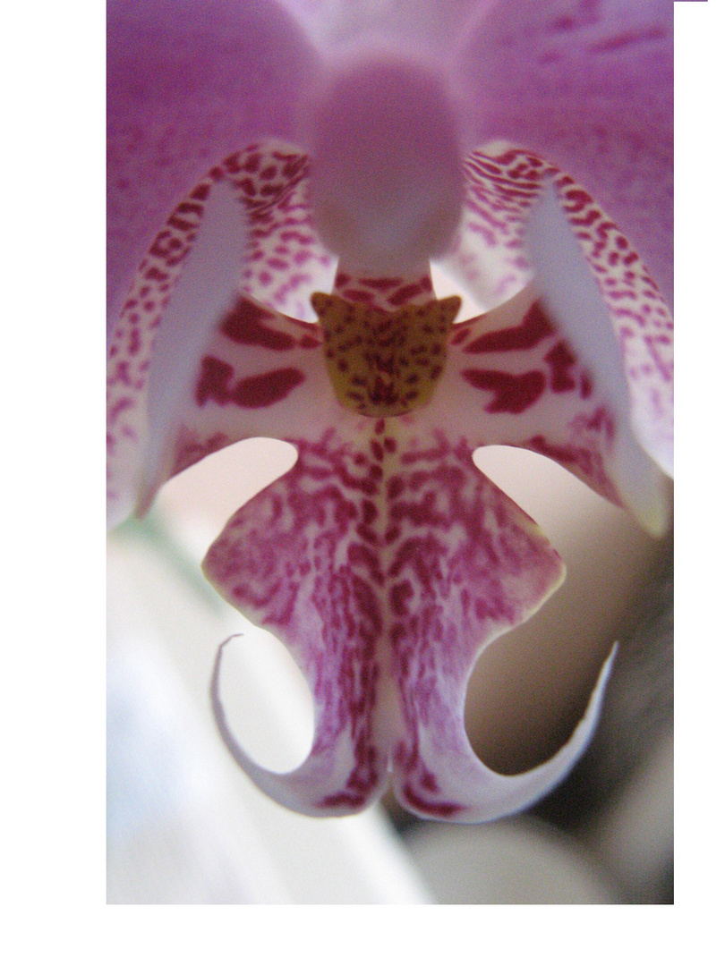 Orchidee