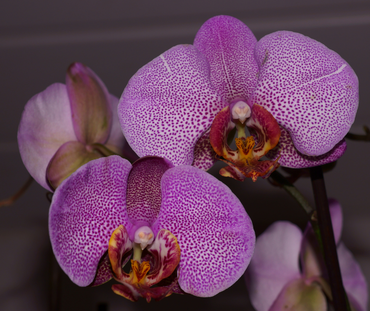 Orchidee