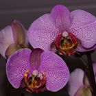 Orchidee