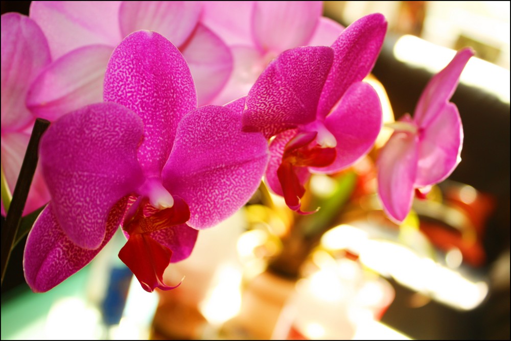 Orchidee