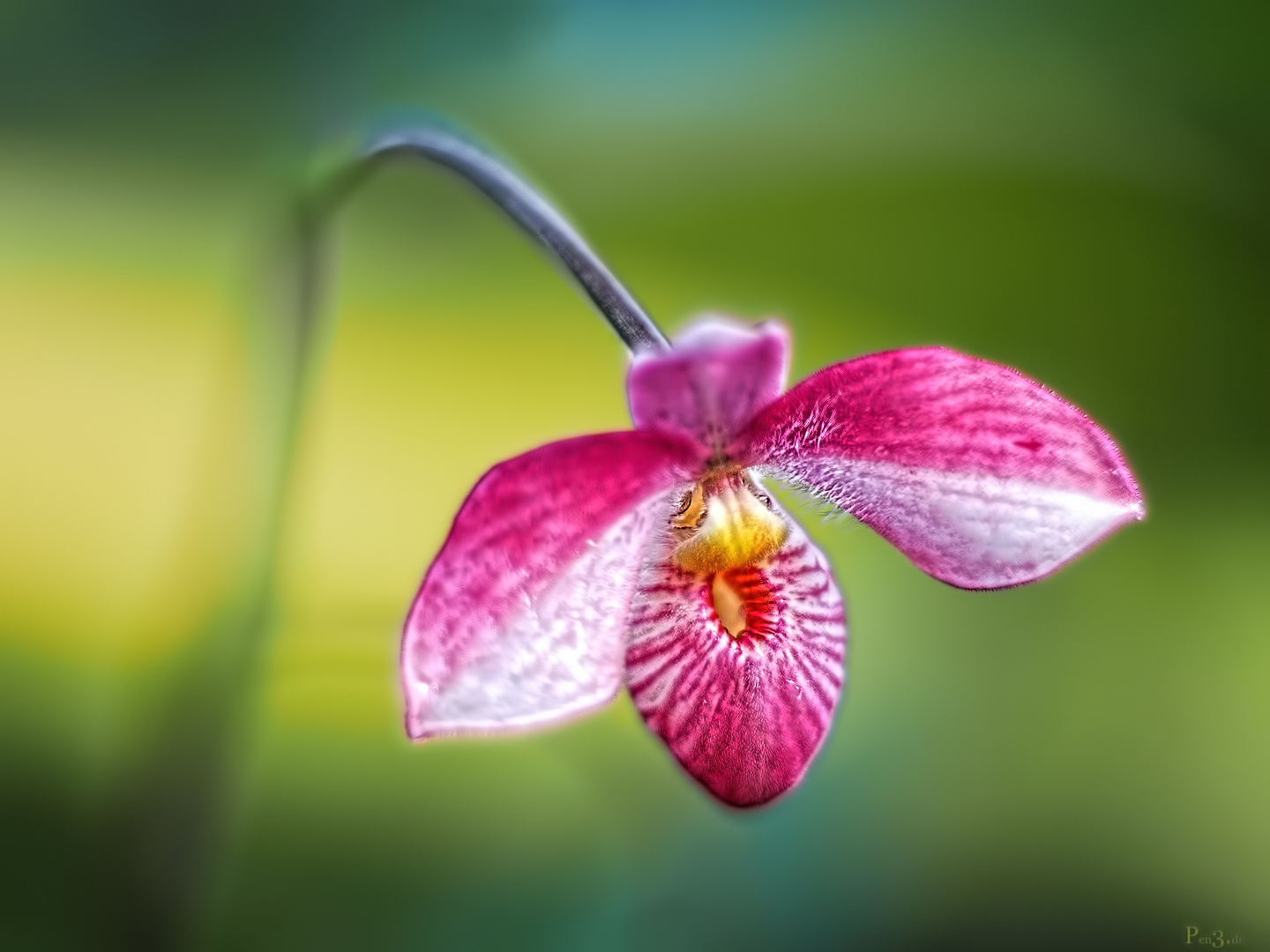 Orchidee.......