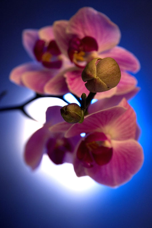 Orchidee