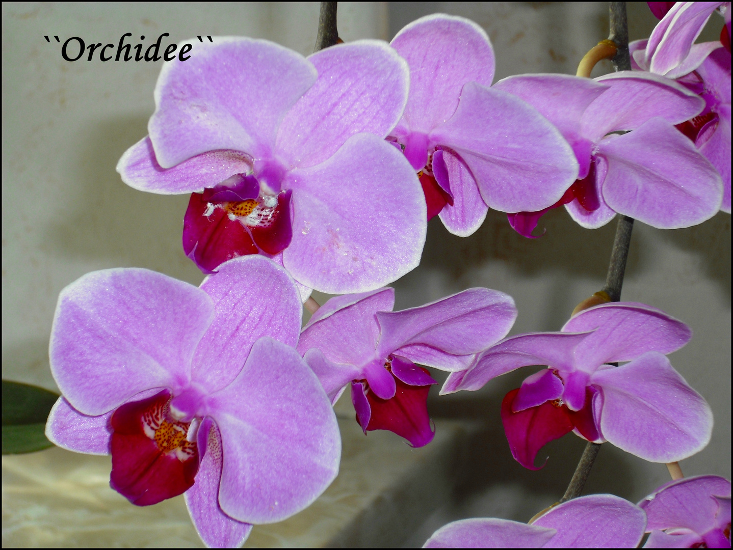 ``Orchidee``