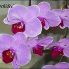 ``Orchidee``