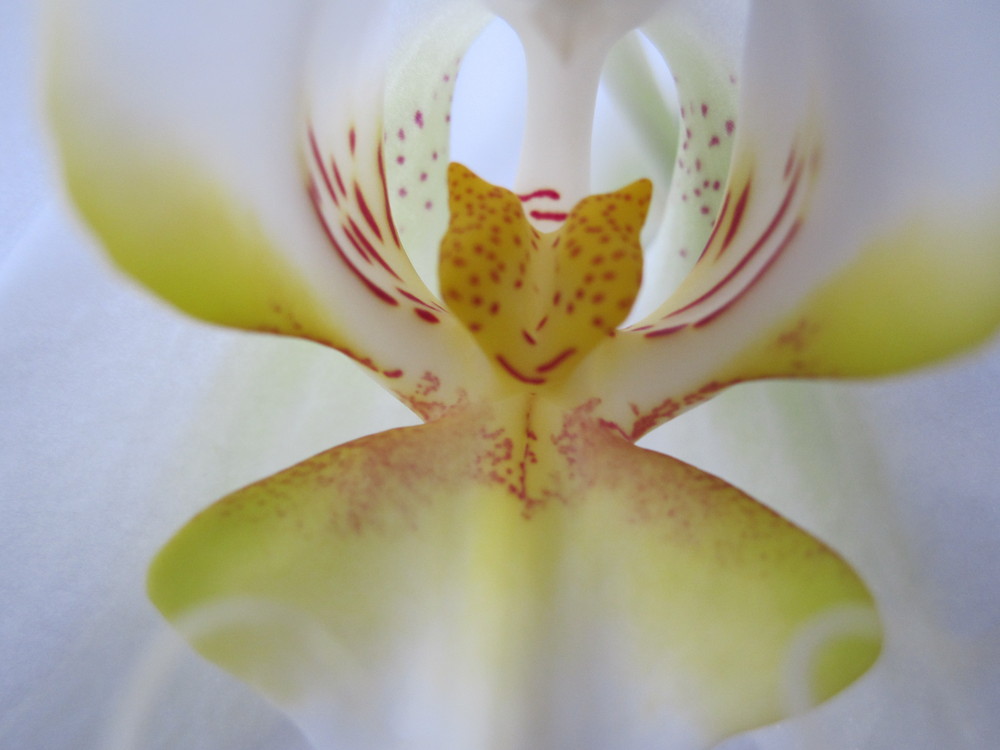 Orchidee