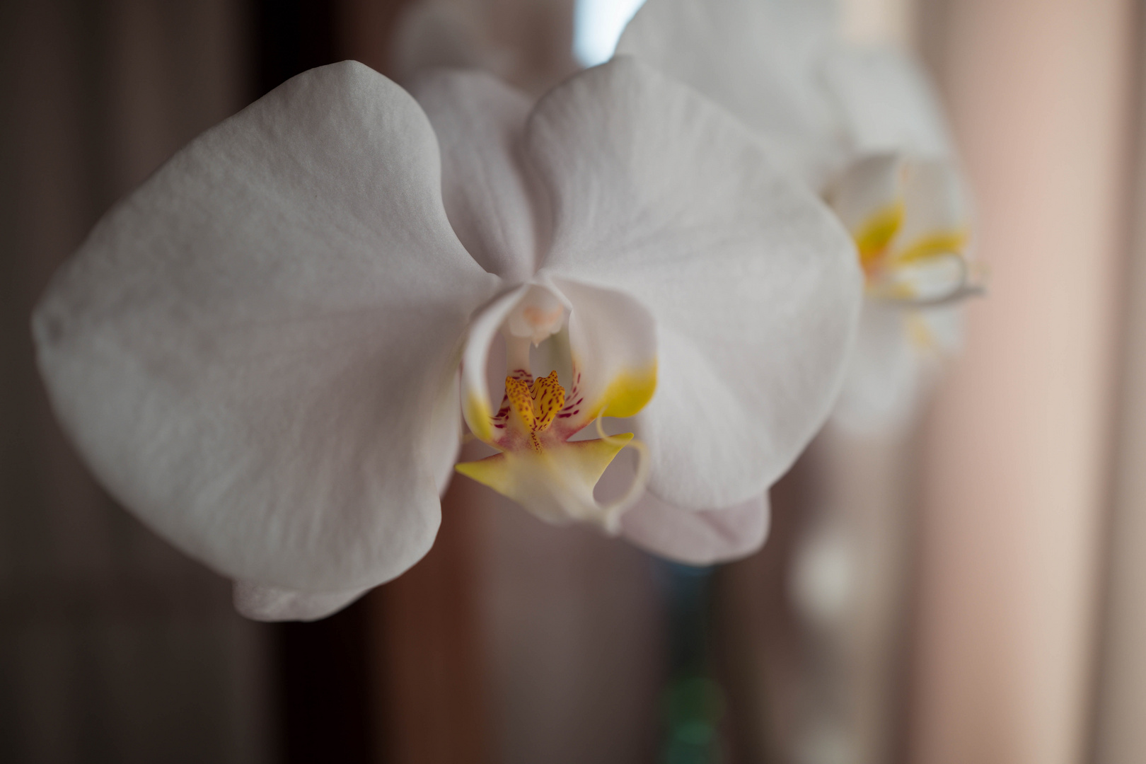 Orchidee