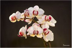 Orchidee