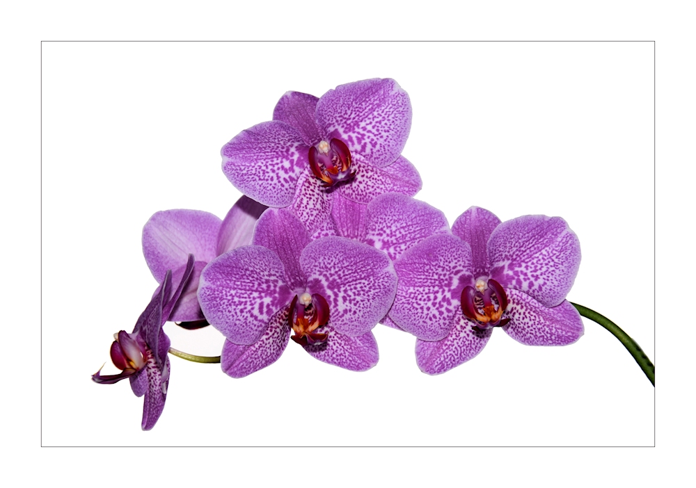 Orchidee .......