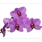 Orchidee .......