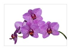 Orchidee .......