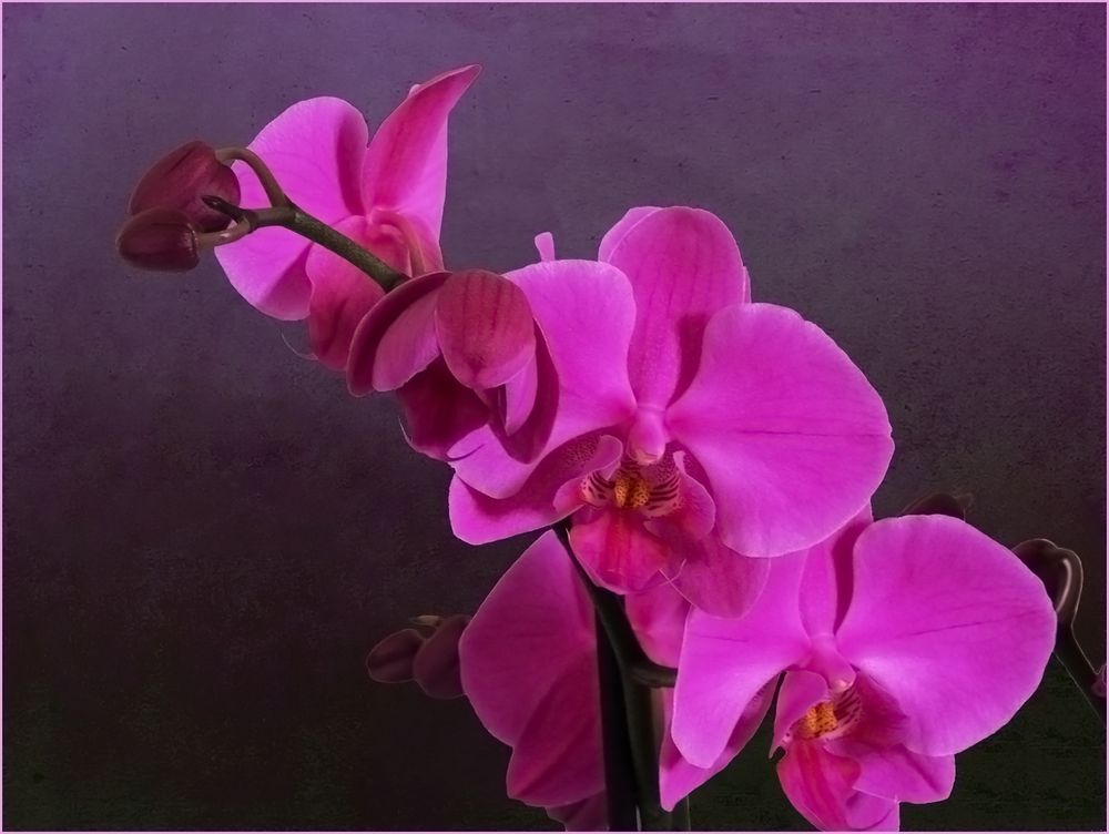 Orchidée