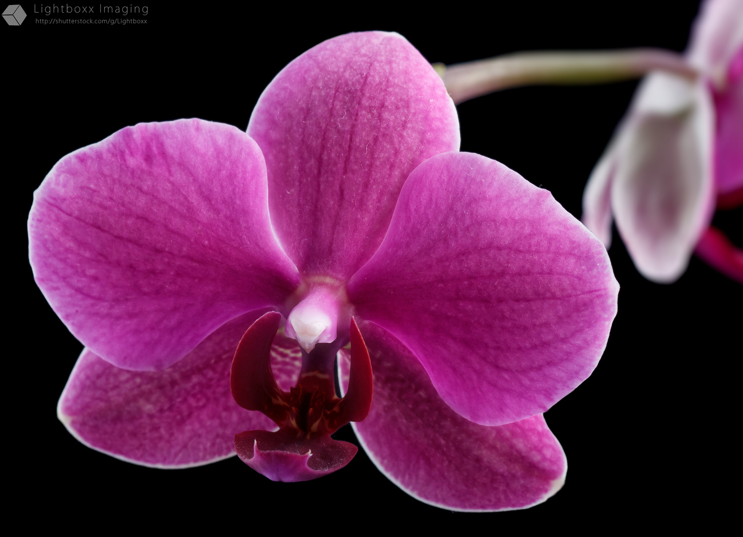 Orchidee