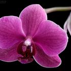 Orchidee