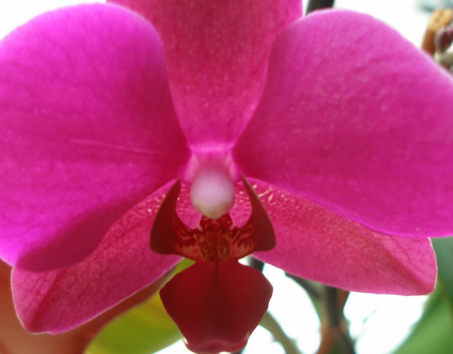 orchidee