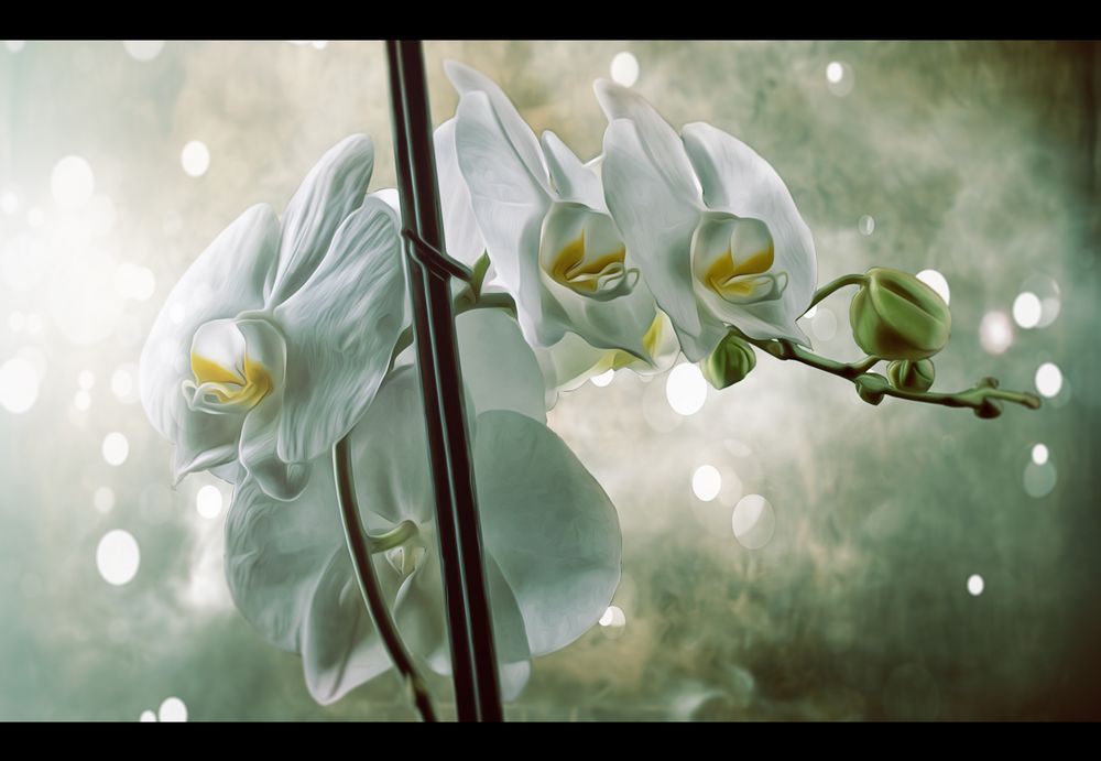 Orchidee