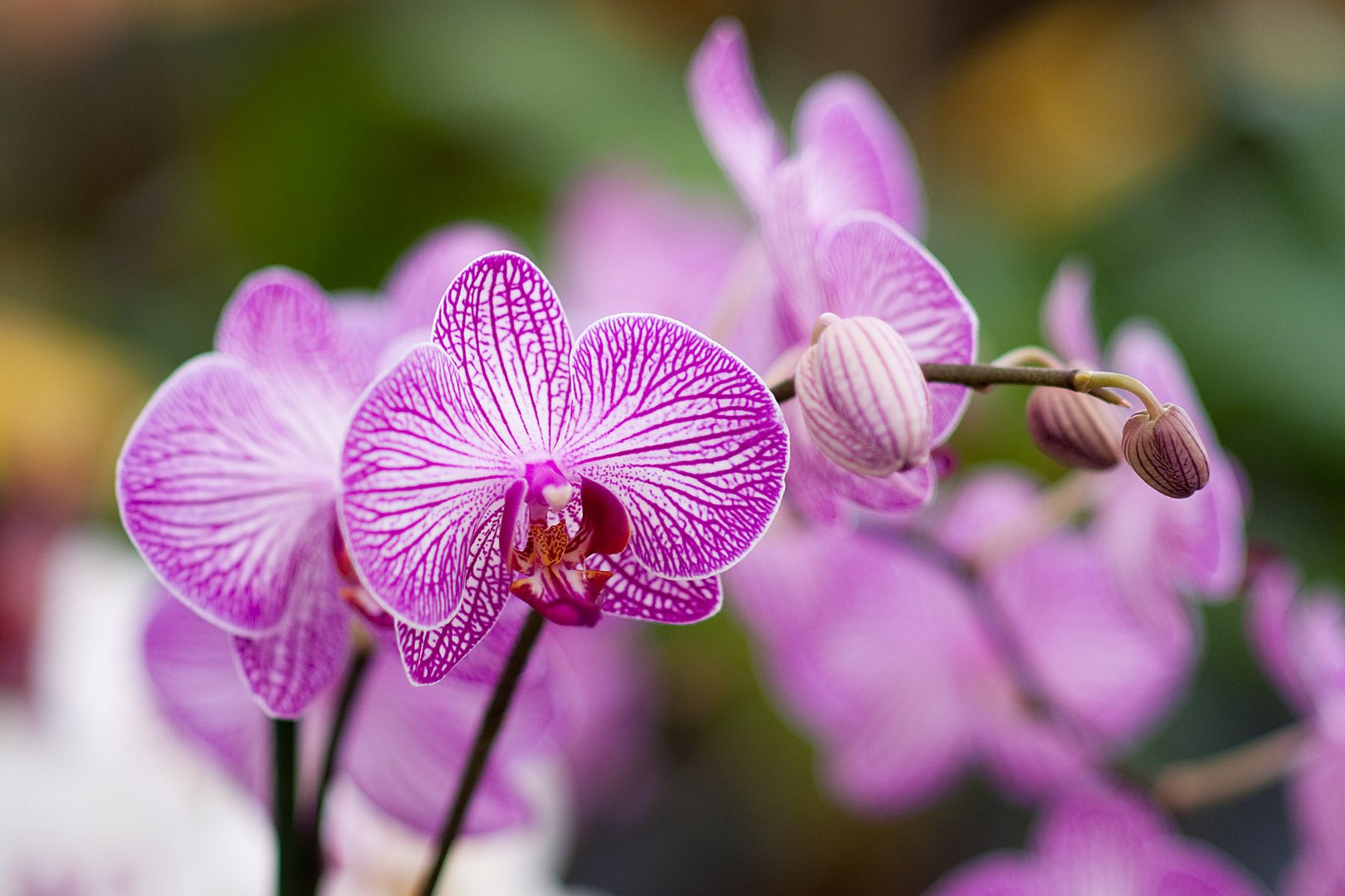 Orchidee