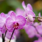 Orchidee