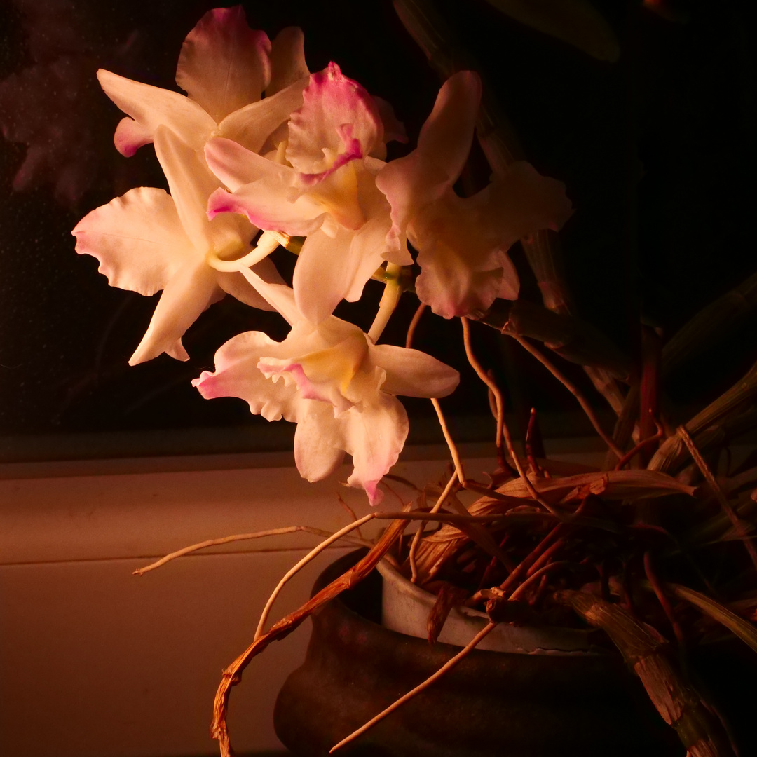 Orchidee