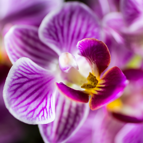 Orchidee