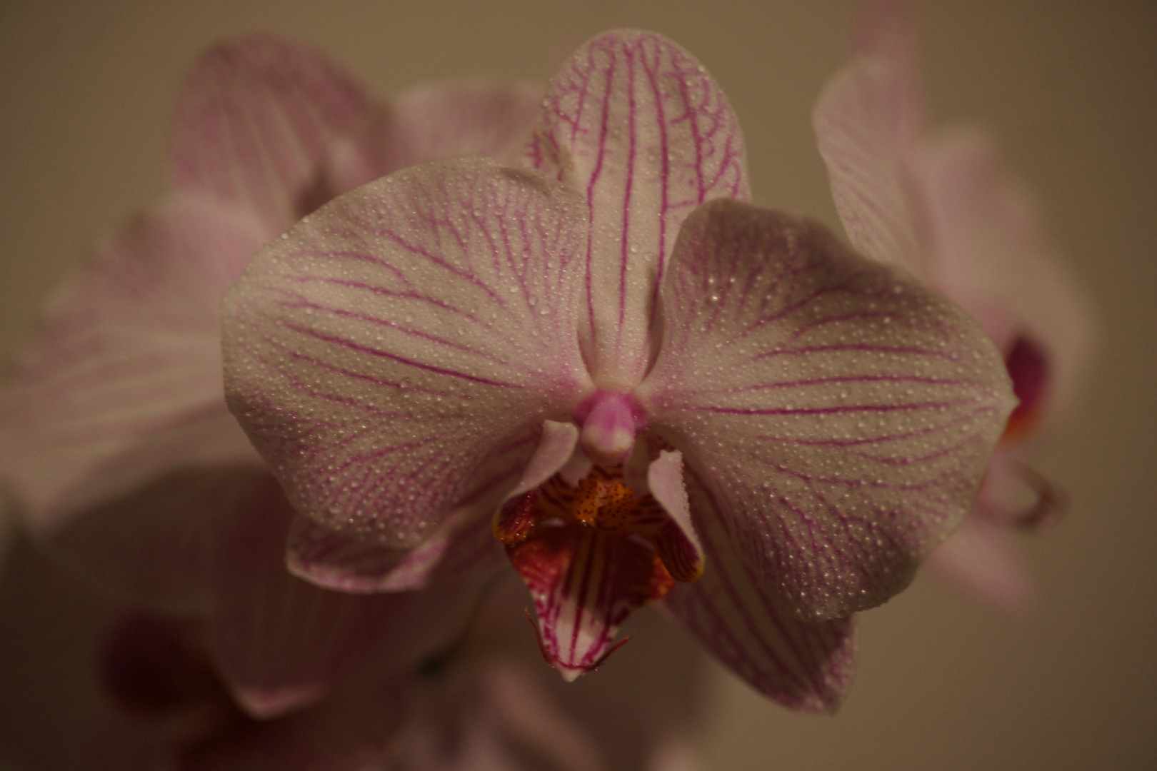 Orchidee