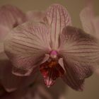 Orchidee