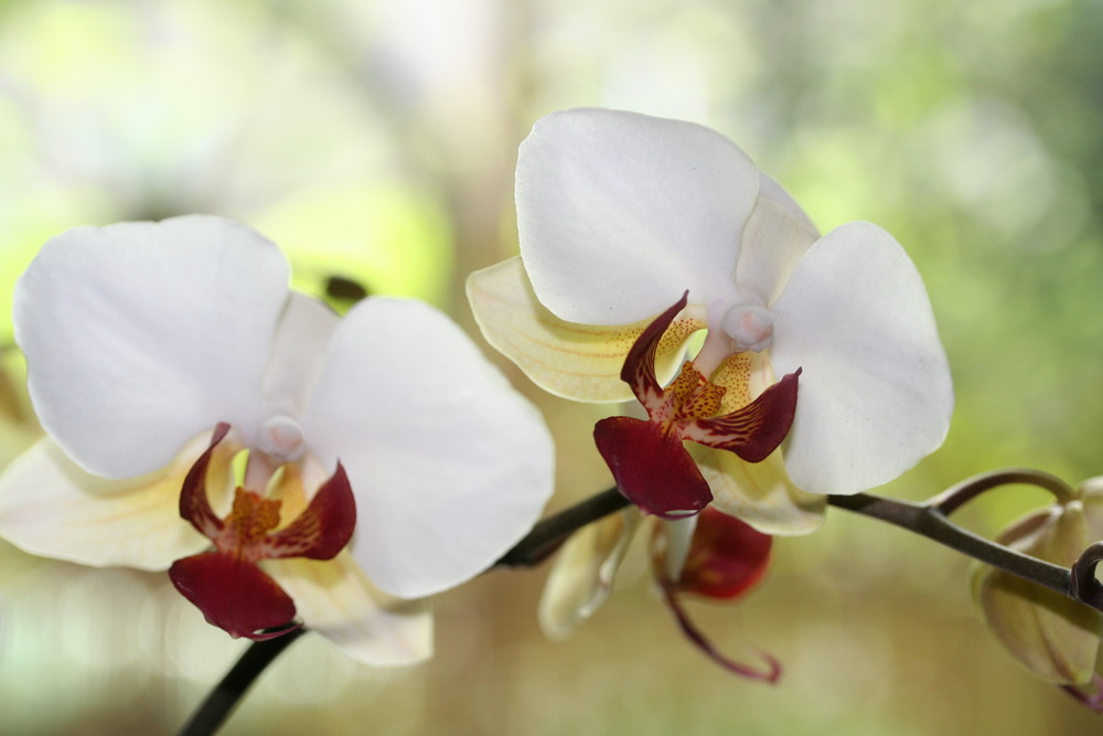 Orchidee