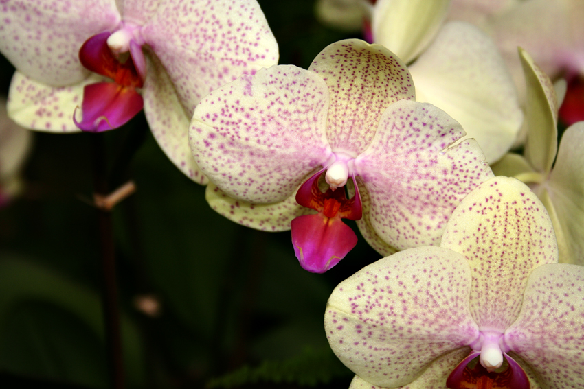 orchidee