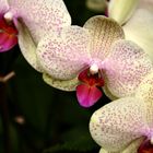 orchidee