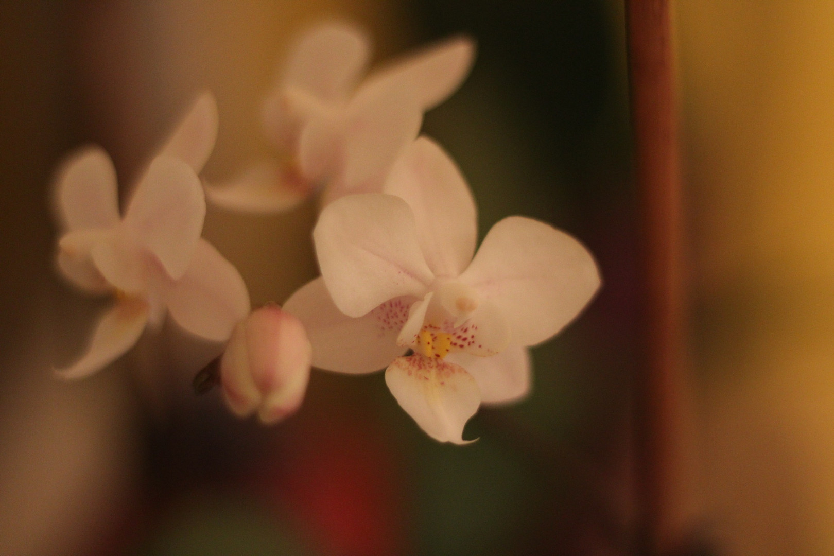 Orchidee 