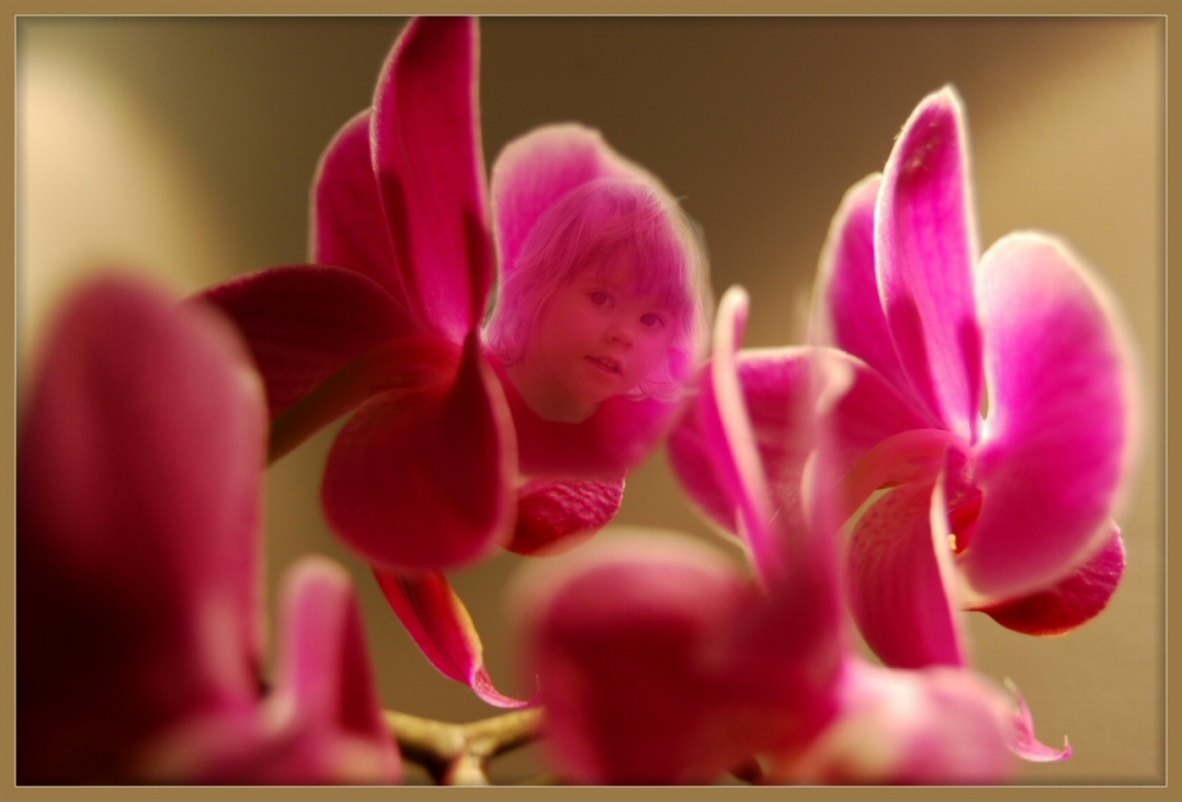 Orchidee