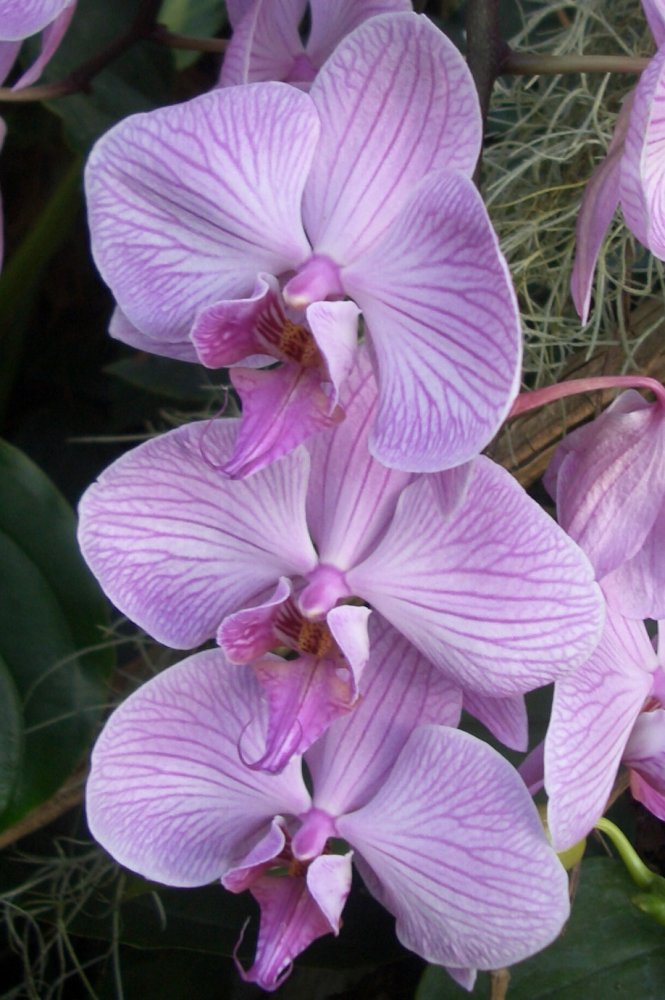 Orchidee