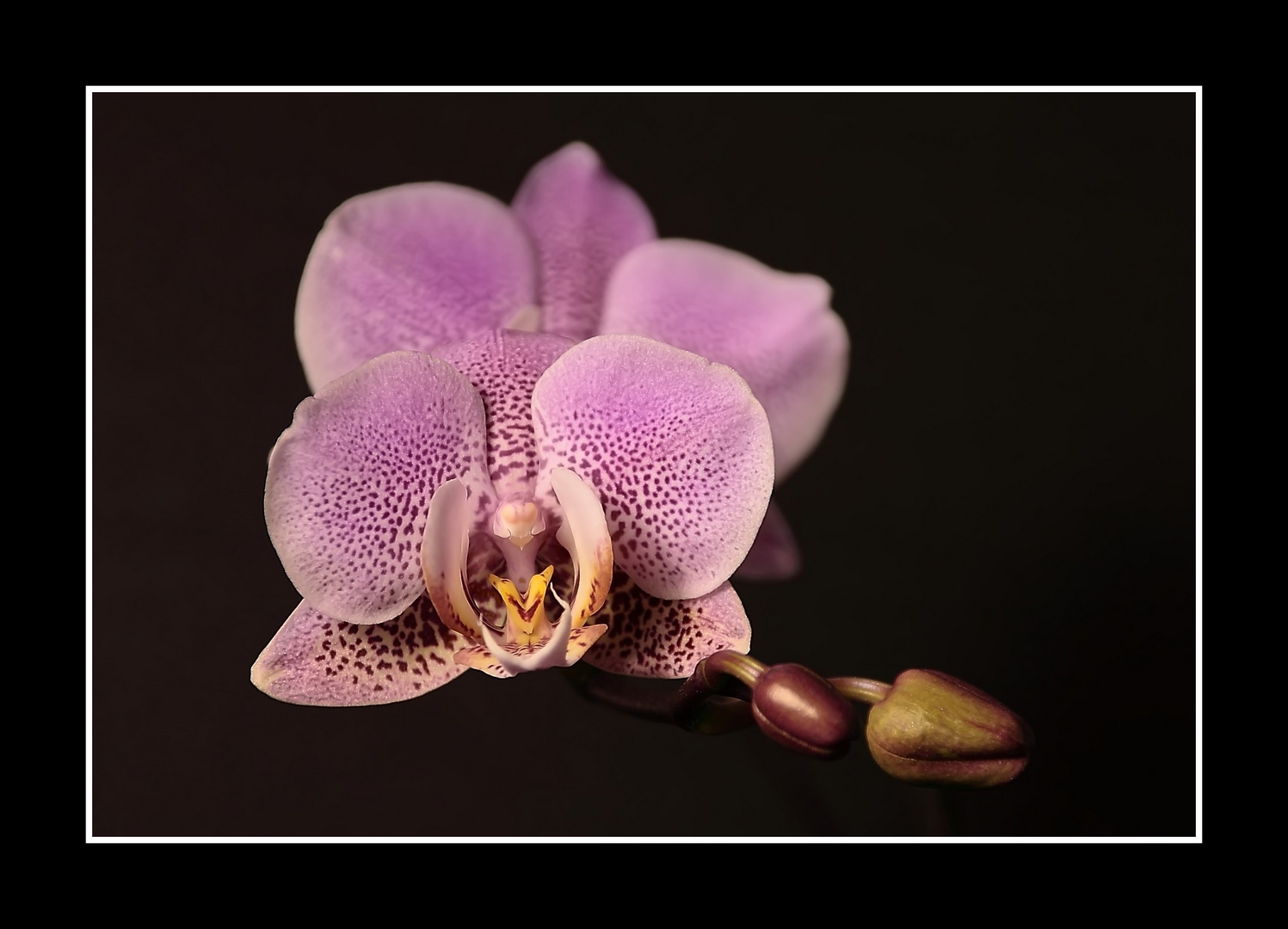 Orchidee