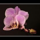 Orchidee