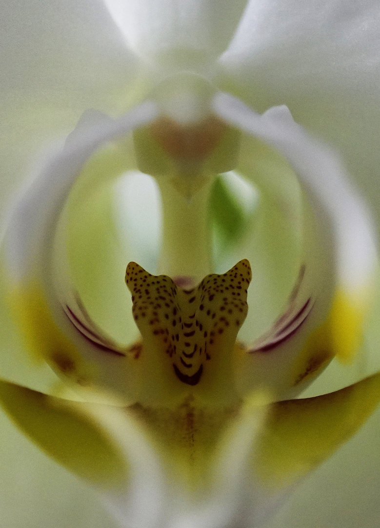 Orchidee.