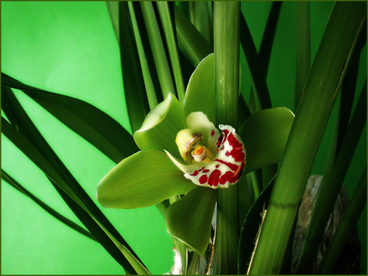 Orchidee