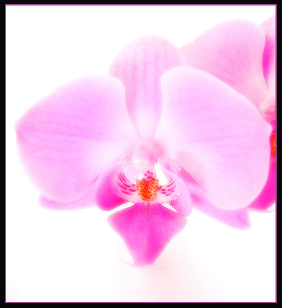 Orchidee