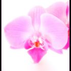 Orchidee