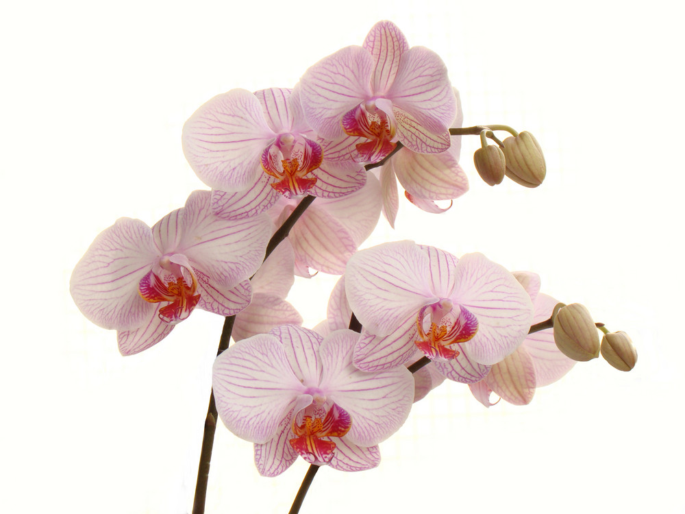 Orchidee