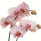 Orchidee