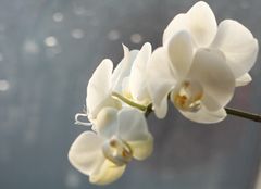 Orchidee